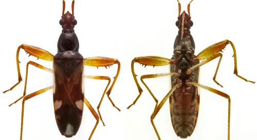 Pseudopamera aurivilliana